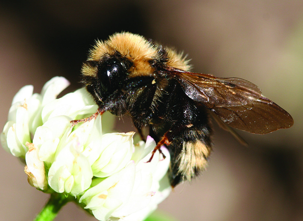 A bee gathers nectar from a flower.