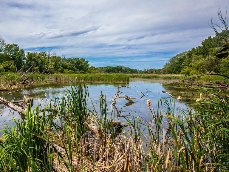 wetland pixabay.jpg